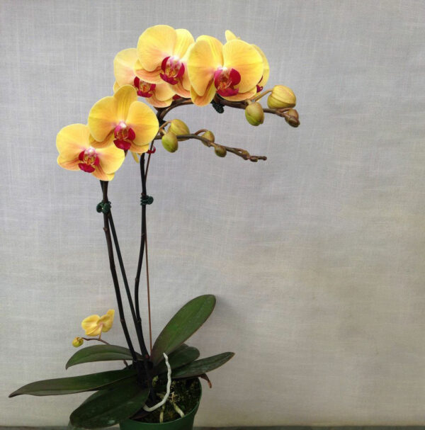 Orchidea arancione